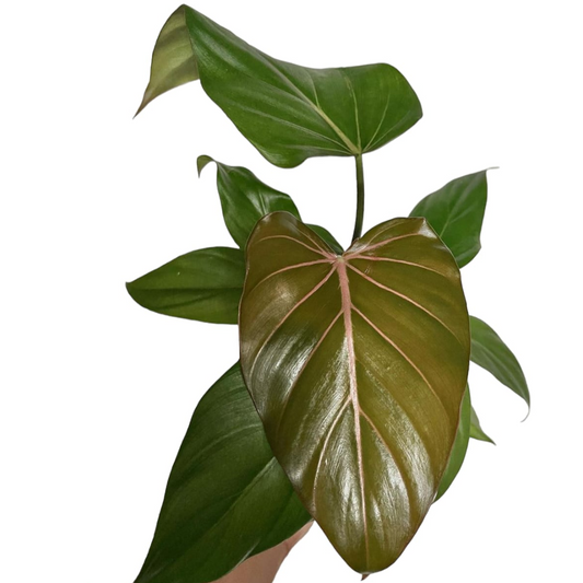 Philodendron Summer Glory