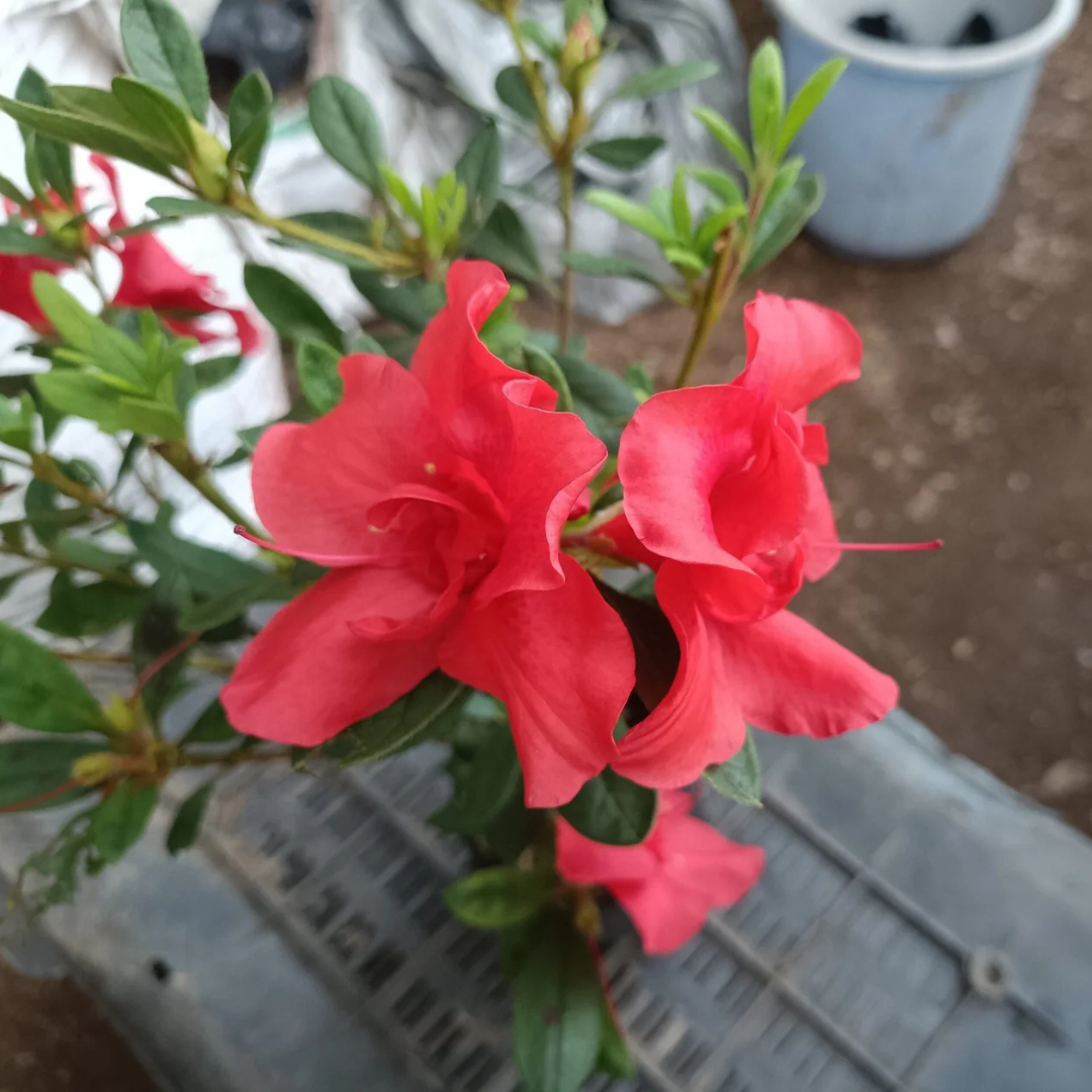 Azalea Autumn Sunset