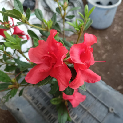 Azalea Autumn Sunset