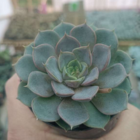 Echeveria Blue Raspberry (Bare Rooted)