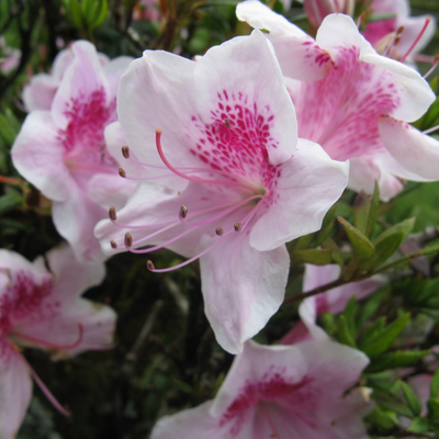 Azalea White Pink Spotted (Double Flower) Plant