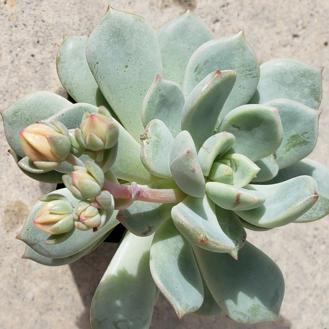 Echeveria Hybrid Moonglow