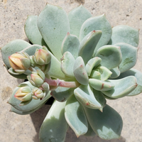 Echeveria Hybrid Moonglow