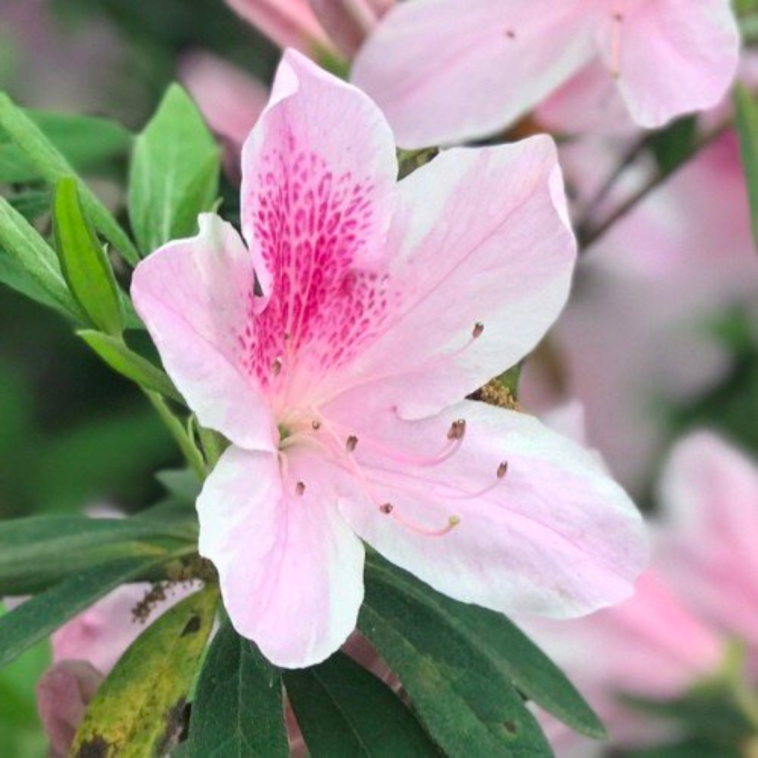Azalea White Pink Spotted (Double Flower) Plant