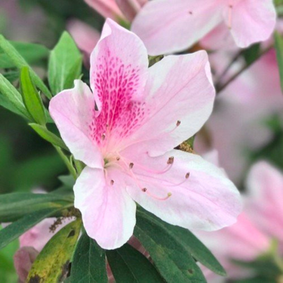 Azalea White Pink Spotted (Double Flower) Plant