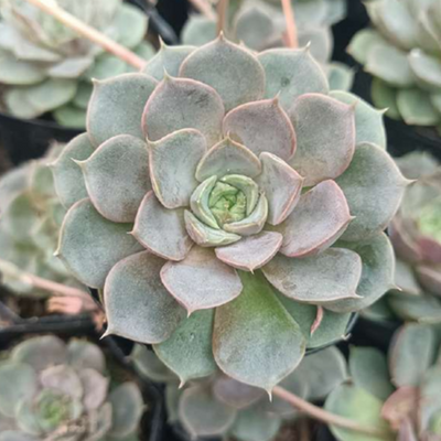 Echeveria Blue Raspberry (Bare Rooted)