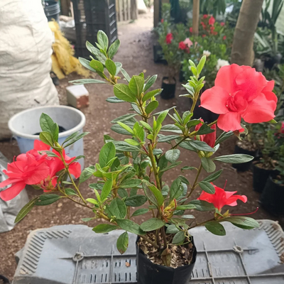 Azalea Autumn Sunset