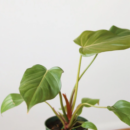 Philodendron Summer Glory