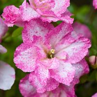 Azalea White Pink Spotted (Double Flower) Plant