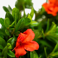 Azalea Autumn Sunset