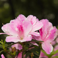 Azalea White Pink Spotted (Double Flower) Plant