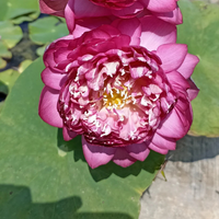 Bucha Lotus Tuber