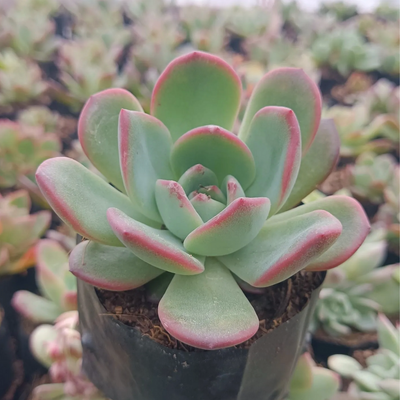 Echeveria Hybrid Moonglow (Bare Rooted)