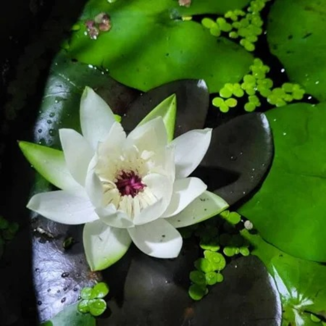 Peru Puerto Maldonado Night Bloomer Waterlily