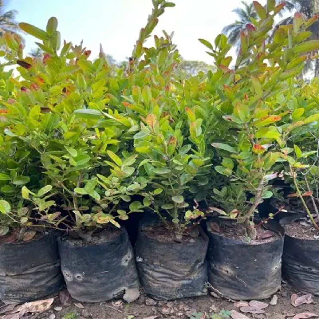 Aloo Bukhara Grafted Tree