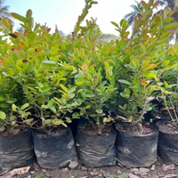 Aloo Bukhara Grafted Tree