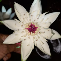 Peru Puerto Maldonado Night Bloomer Waterlily