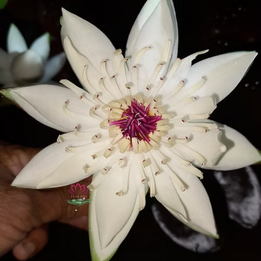 Peru Puerto Maldonado Night Bloomer Waterlily
