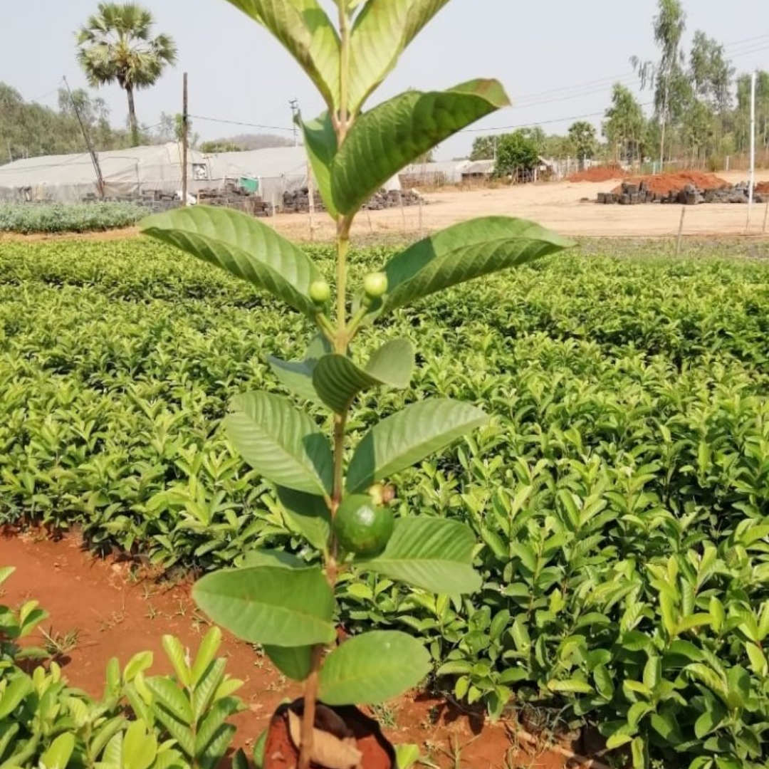 Thai Pink Guava Grafted Tree