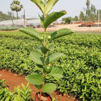 Thai Pink Guava Grafted Tree