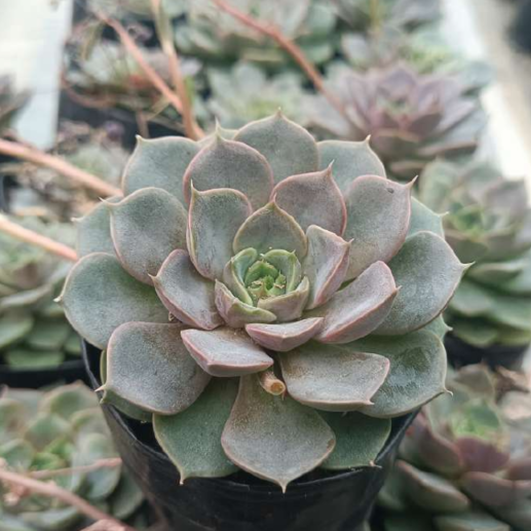 Echeveria Blue Raspberry (Bare Rooted)