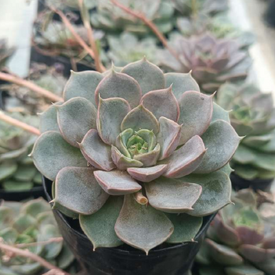 Echeveria Blue Raspberry (Bare Rooted)