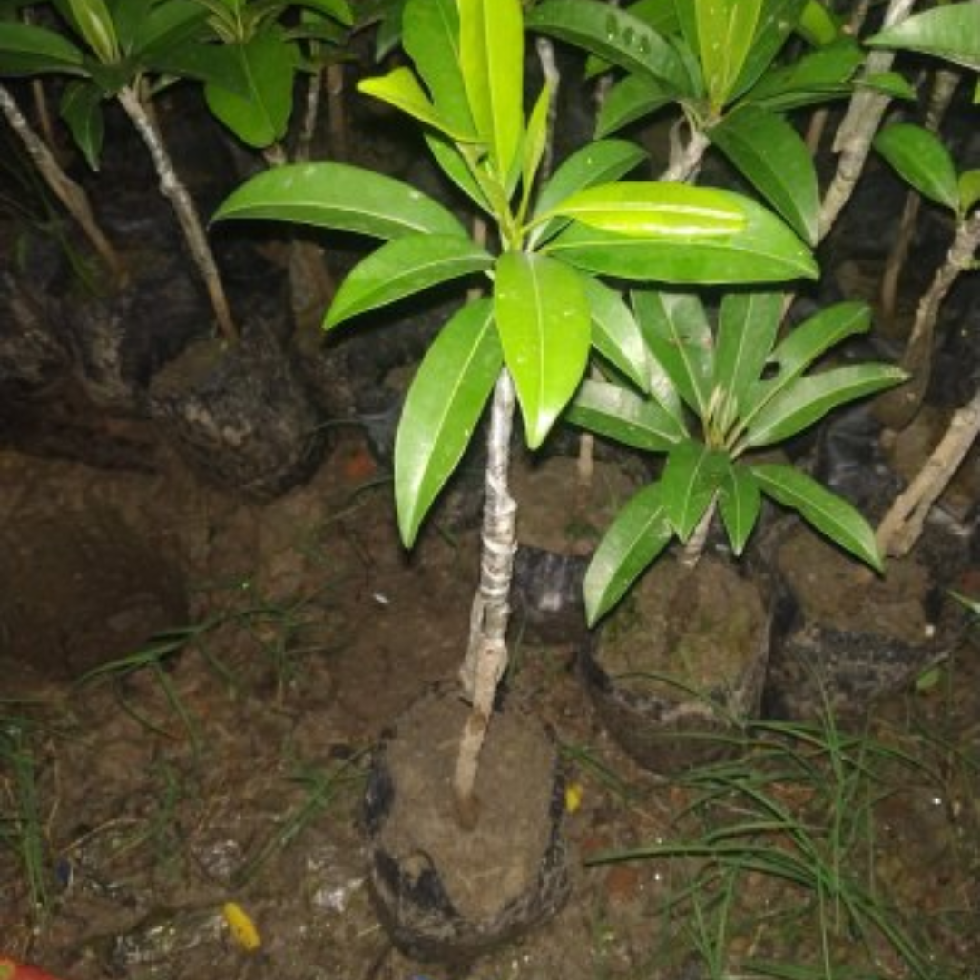 Cricket Ball Chiku Grafted Tree