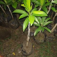 Cricket Ball Chiku Grafted Tree