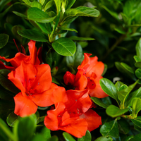 Azalea Autumn Sunset