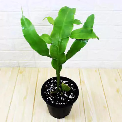 Brahma Kamal (Epiphyllum Oxypetalum) Potted