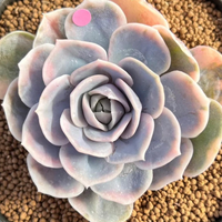 Echeveria Blue Surprise (Bare Rooted)