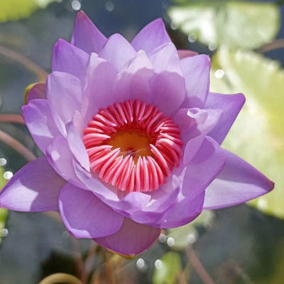 Pink Lady Australian Waterlily