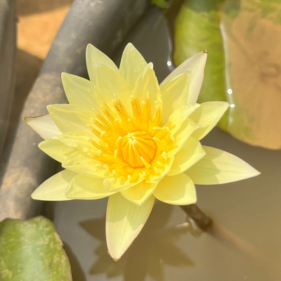 Substoon Tropical Waterlily