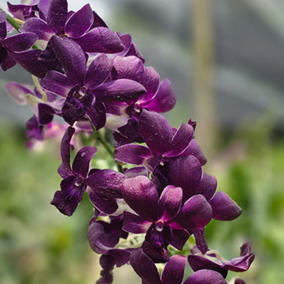 Dendrobium Blue (Blooming Size)