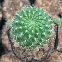 Sulcorebutia Cactus (Bare Rooted)
