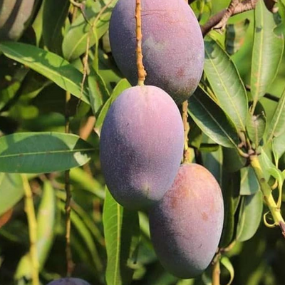 Pusa Ambika Mango Grafted Tree