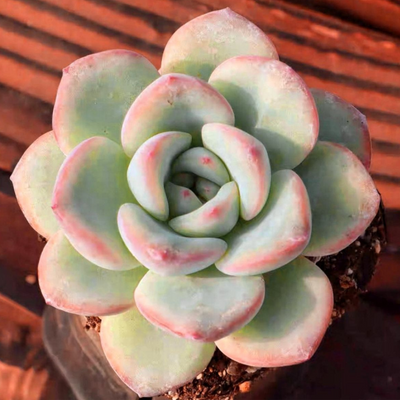 Echeveria Sensation (Bare Rooted)