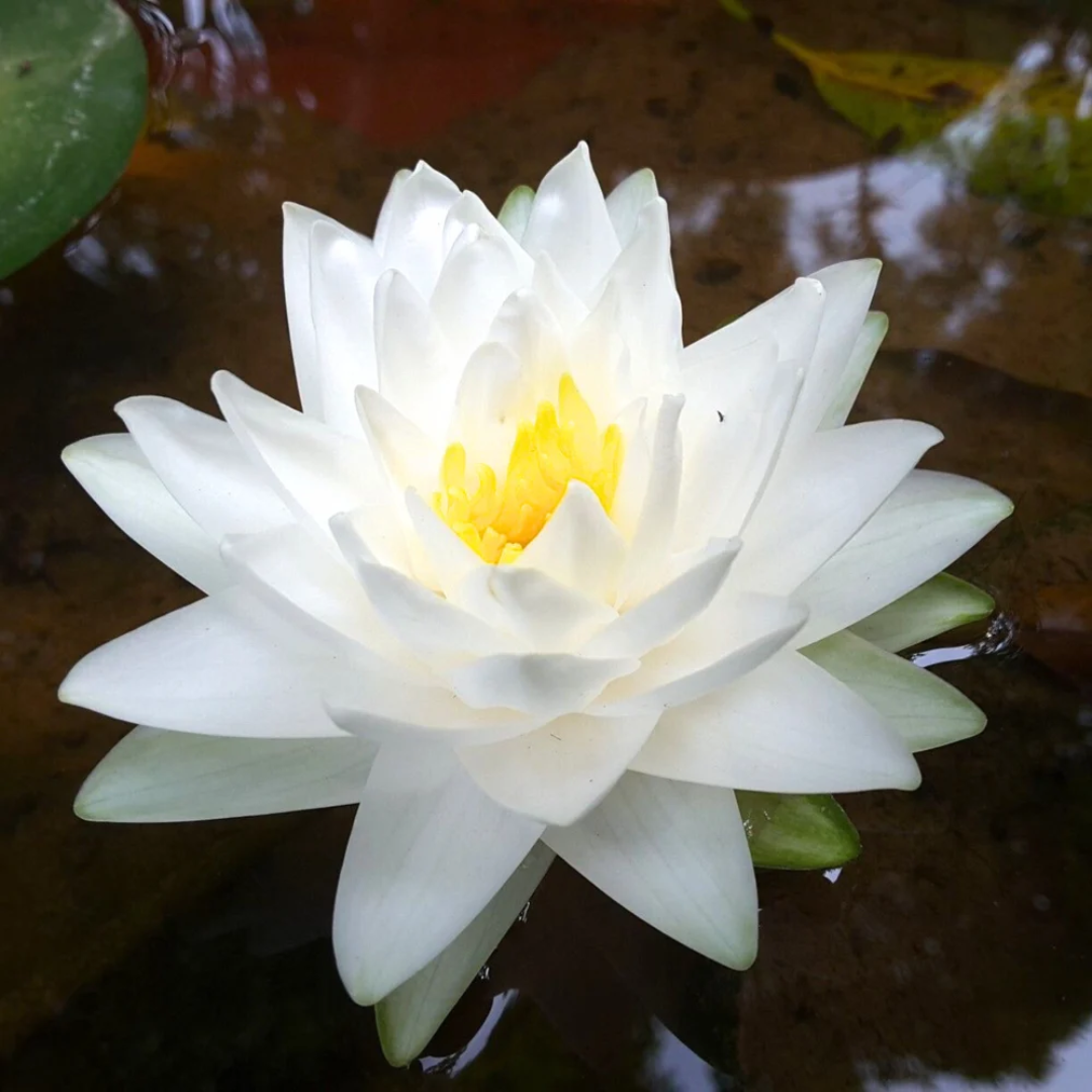 Snow Ball Hardy Waterlily