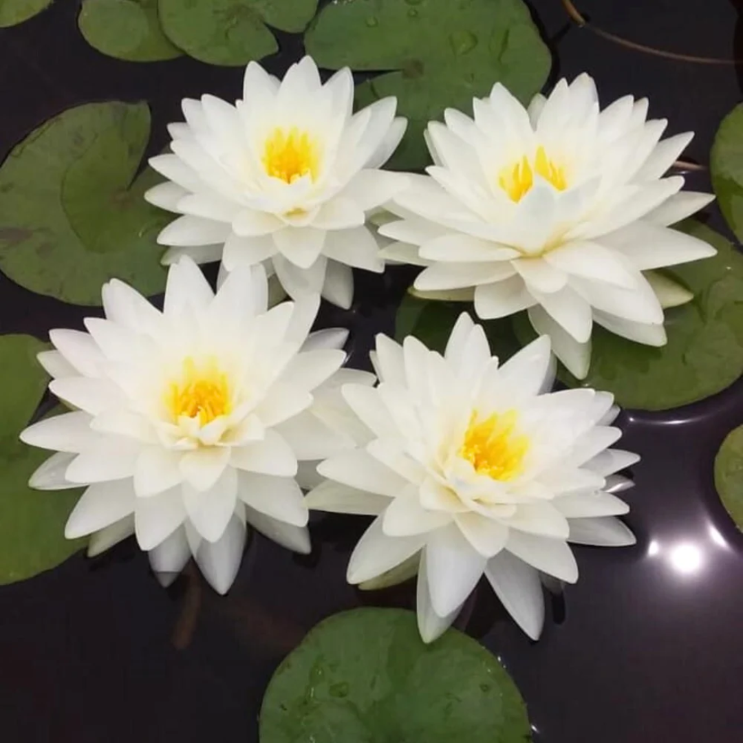 Snow Ball Hardy Waterlily