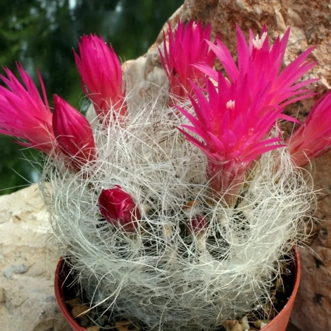 Neoporteria Senilis Cactus (Bare Rooted)