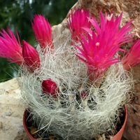 Neoporteria Senilis Cactus (Bare Rooted)