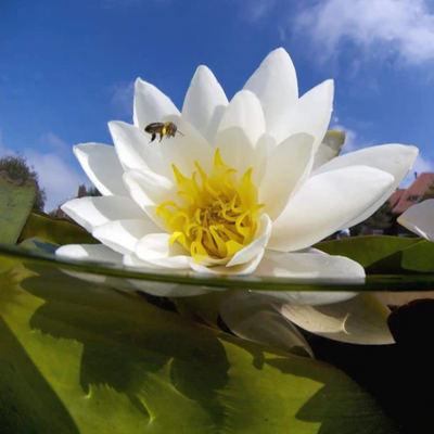 Snow Ball Hardy Waterlily