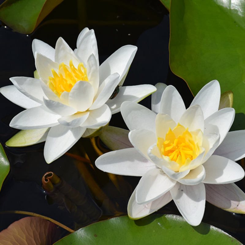Snow Ball Hardy Waterlily