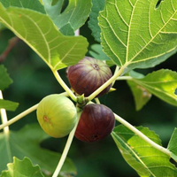 Five Finger Anjeer/Fig Plant