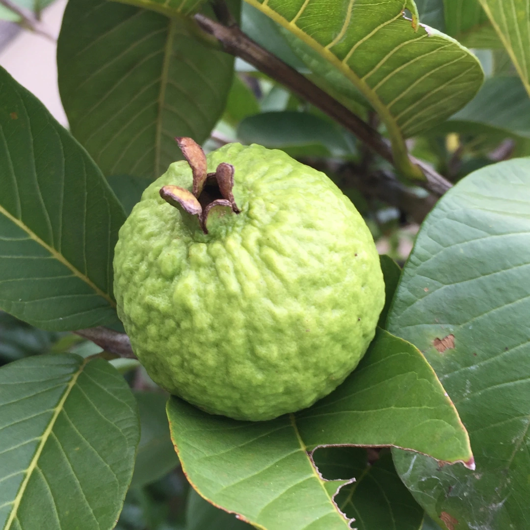 VNR Guava Grafted Tree