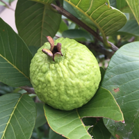 VNR Guava Grafted Tree