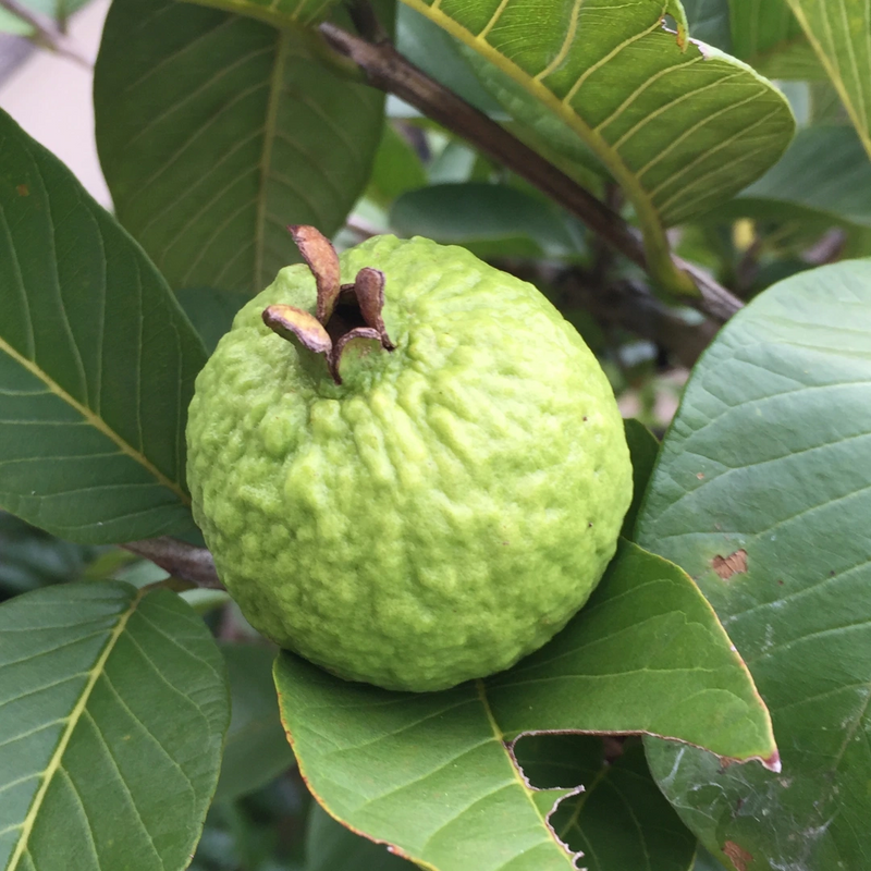 VNR Guava Grafted Tree