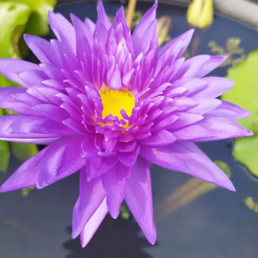 King of Siam Tropical Waterlily