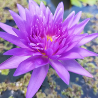 King of Siam Tropical Waterlily