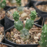 Puna Cactus (Bare Rooted)